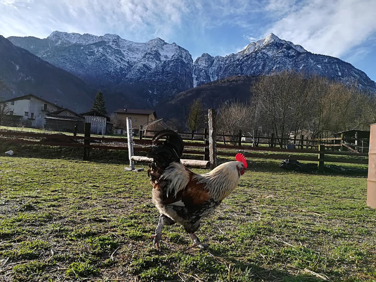 Agritur Airone Bed & Camping Levico Terme Eksteriør billede