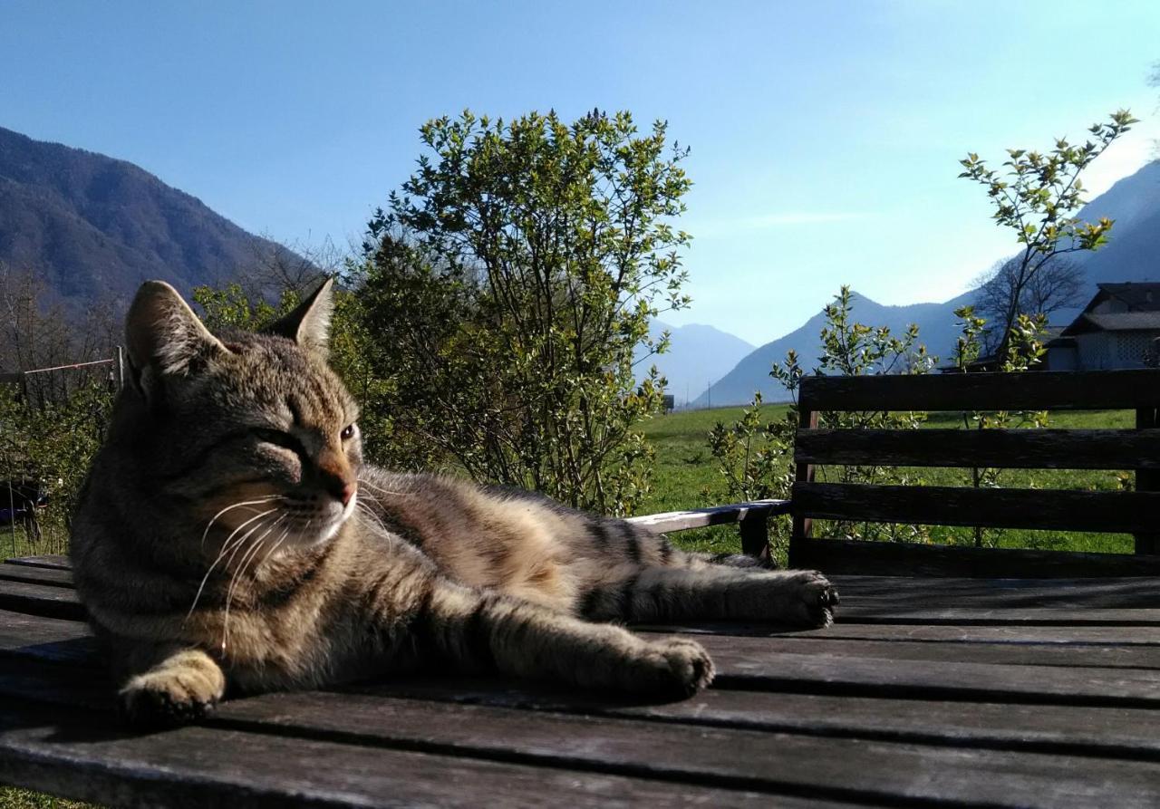 Agritur Airone Bed & Camping Levico Terme Eksteriør billede