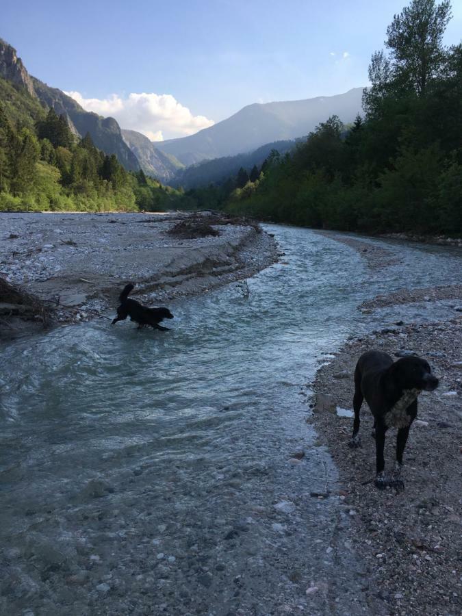 Agritur Airone Bed & Camping Levico Terme Eksteriør billede